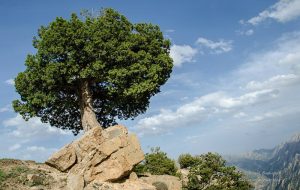 خشکسالی، آفت درختان اُرس هزار مسجد را تهدید می‌کند